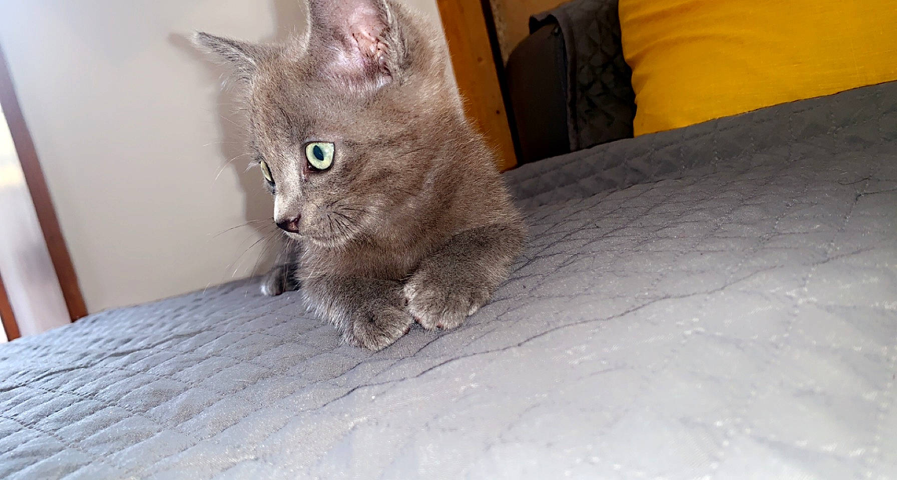 Tigrou Et Lupin a rejoint le concours — aidez-le/la à gagner de superbes lots ! carnivore, cat, claw, comfort, couch, domestic_short_haired_cat, fawn, felidae, flooring, fur, grey, paw, pillow, russian_blue, small_to_medium_sized_cats, snout, tail, terrestrial_animal, whiskers, wood