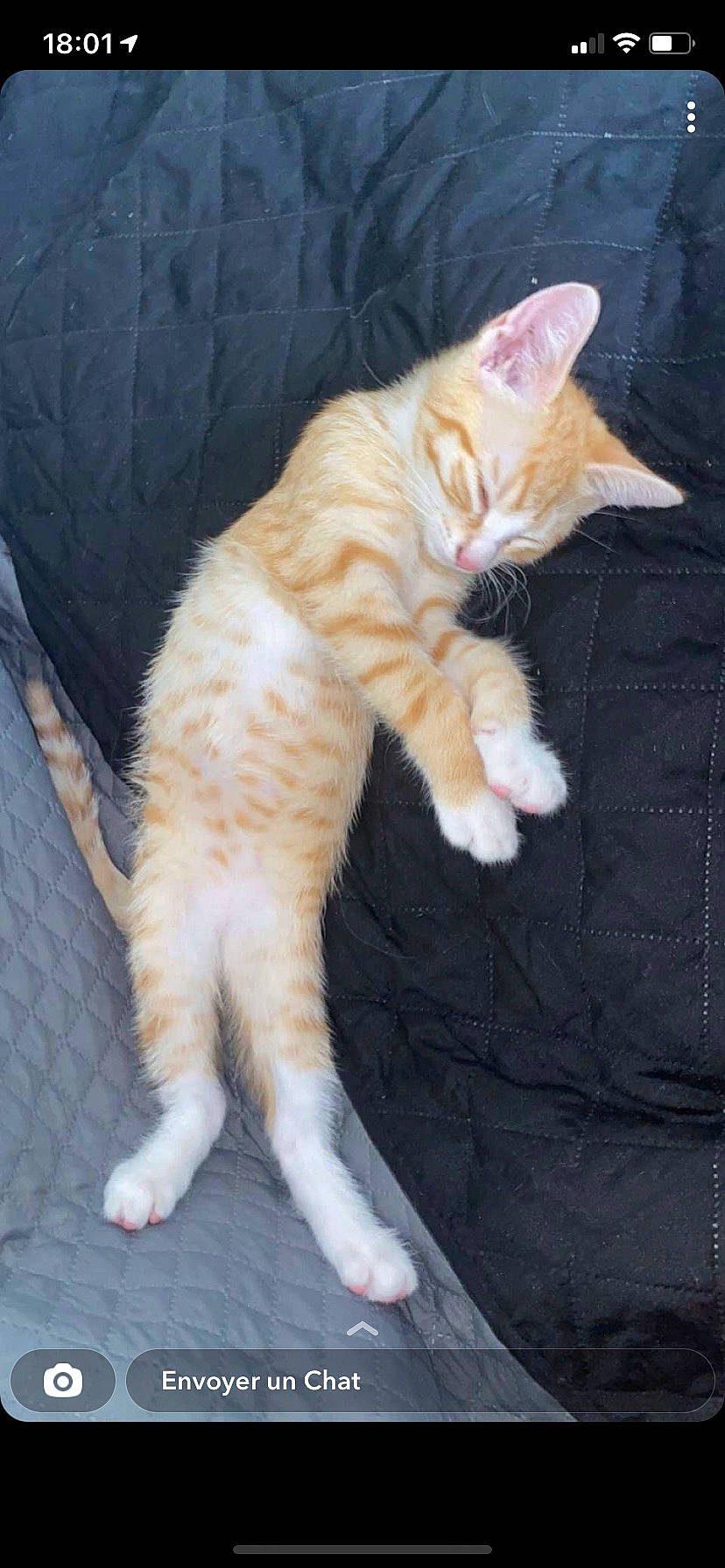 Tigrou Et Lupin a rejoint le concours — aidez-le/la à gagner de superbes lots ! carnivore, cat, claw, comfort, couch, domestic_short_haired_cat, fawn, felidae, foot, fur, lap, nap, paw, sitting, sleep, small_to_medium_sized_cats, snout, tail, terrestrial_animal, whiskers