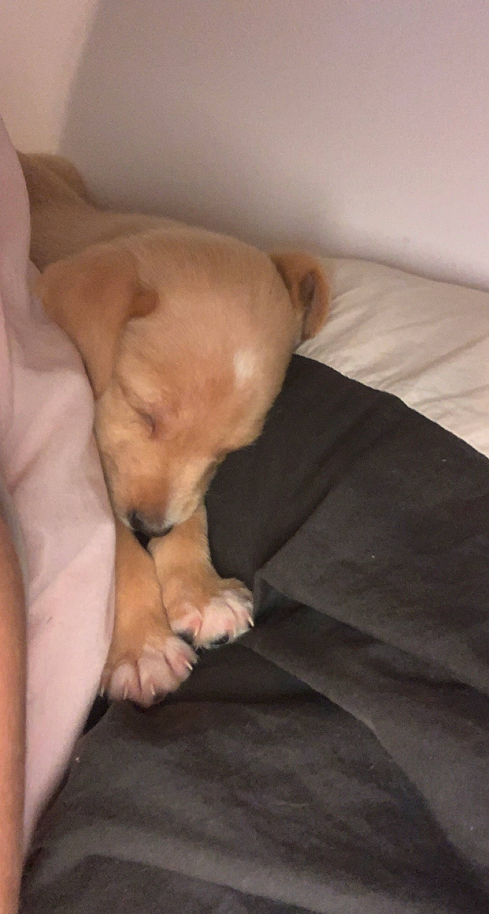 Nueve a rejoint le concours — aidez-le/la à gagner de superbes lots ! carnivore, chihuahua, comfort, companion_dog, dog, dog_breed, fawn, felidae, flooring, fur, hardwood, linens, small_to_medium_sized_cats, snout, sporting_group, tail, toy_dog, whiskers, wood, working_animal