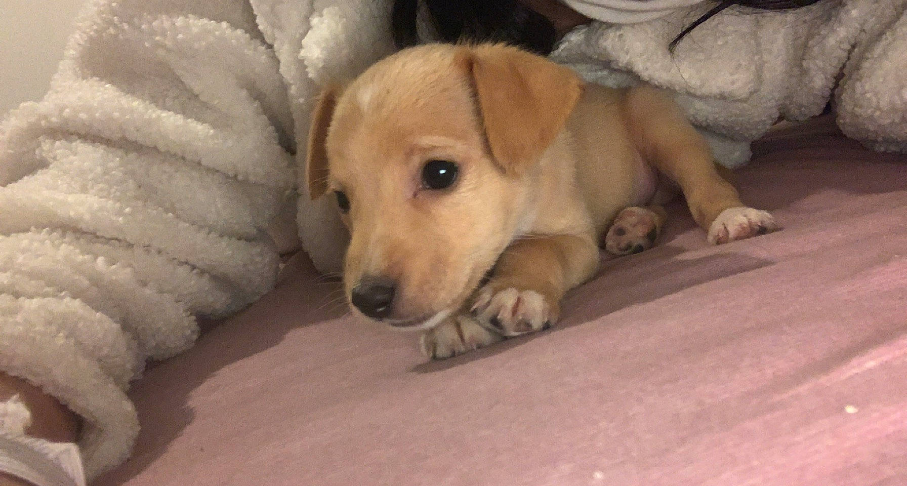 Nueve participe au concours pour gagner de l'argent avec cette photo : canidae, carnivore, comfort, companion_dog, dog, dog_breed, fawn, flooring, fur, labrador_retriever, paw, puppy_love, retriever, snout, sporting_group, street_dog, tail, whiskers, wood, working_animal