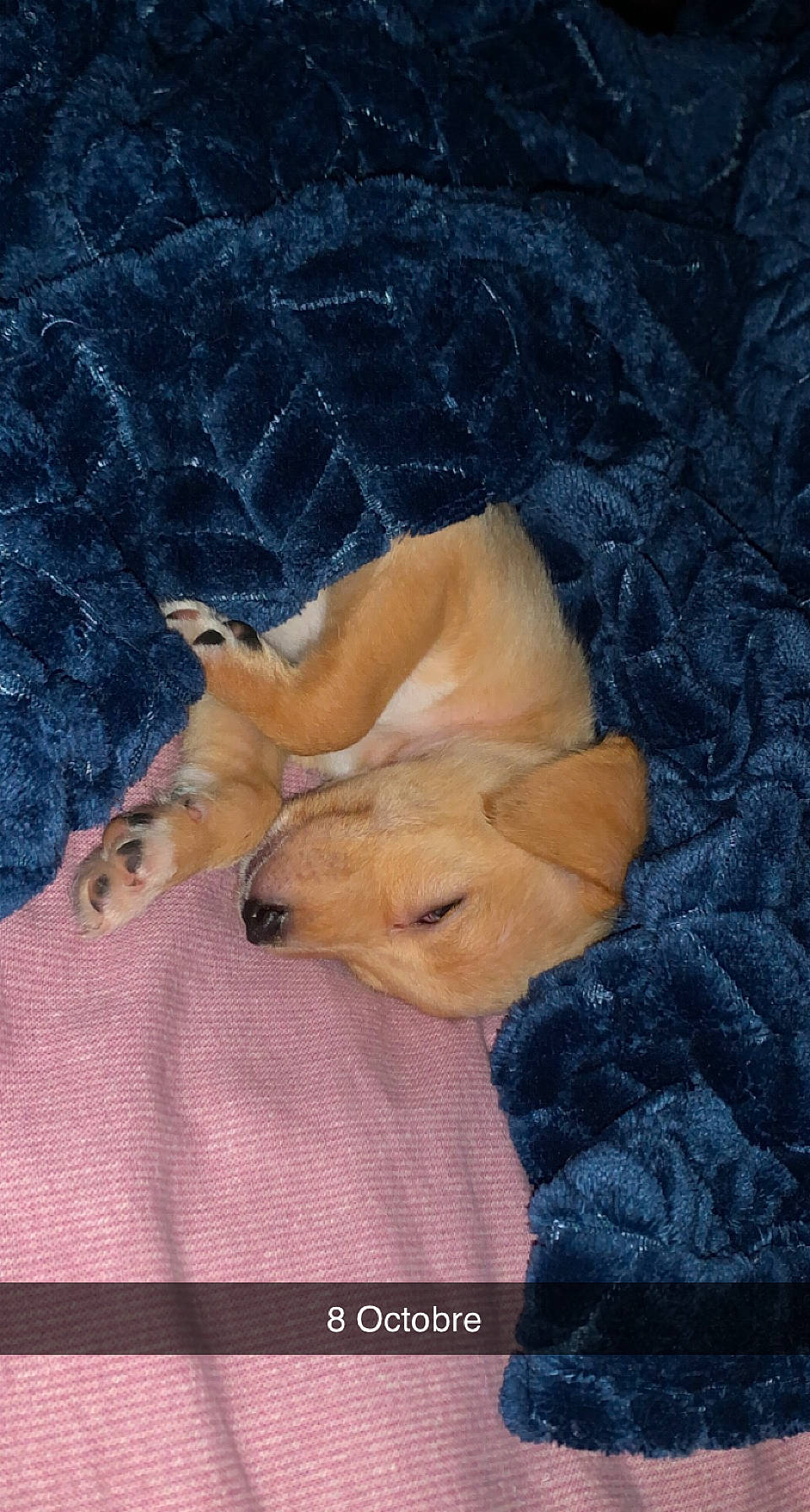 Nueve a rejoint le concours — aidez-le/la à gagner de superbes lots ! canidae, carnivore, comfort, companion_dog, dog, dog_breed, dog_supply, electric_blue, fawn, fur, linens, nap, paw, puppy, sleep, sporting_group, tail, terrestrial_animal, toy, wildlife