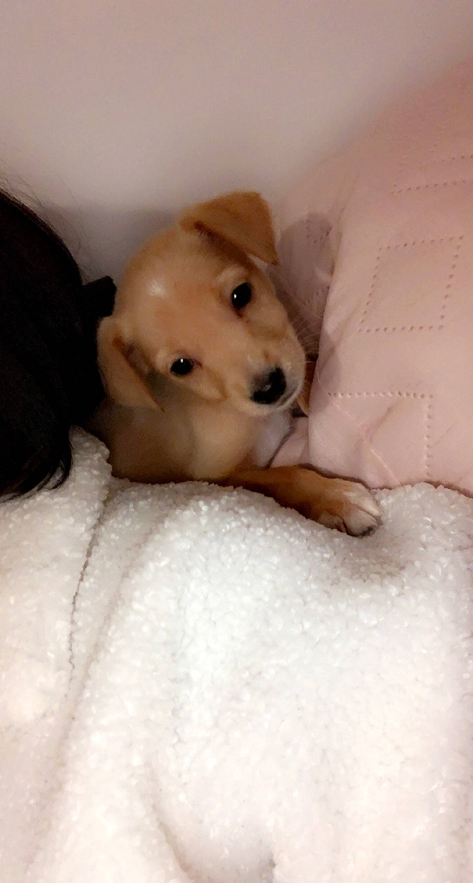 Nueve a rejoint le concours — aidez-le/la à gagner de superbes lots ! ball, bed, bedding, canidae, carnivore, comfort, companion_dog, dog, dog_breed, ear, fawn, flooring, fur, linens, non_sporting_group, snout, sporting_group, stairs, whiskers, working_animal