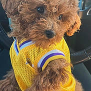 Remi is registered to the contest to win money with this photo: dog, poodle, brown, curly_fur, pet, yellow_jersey, clothing, car_interior, steering_wheel, cute, closeup, portrait, animal, fur, indoor, seat, looking_away, adorable, small_dog, fluffy