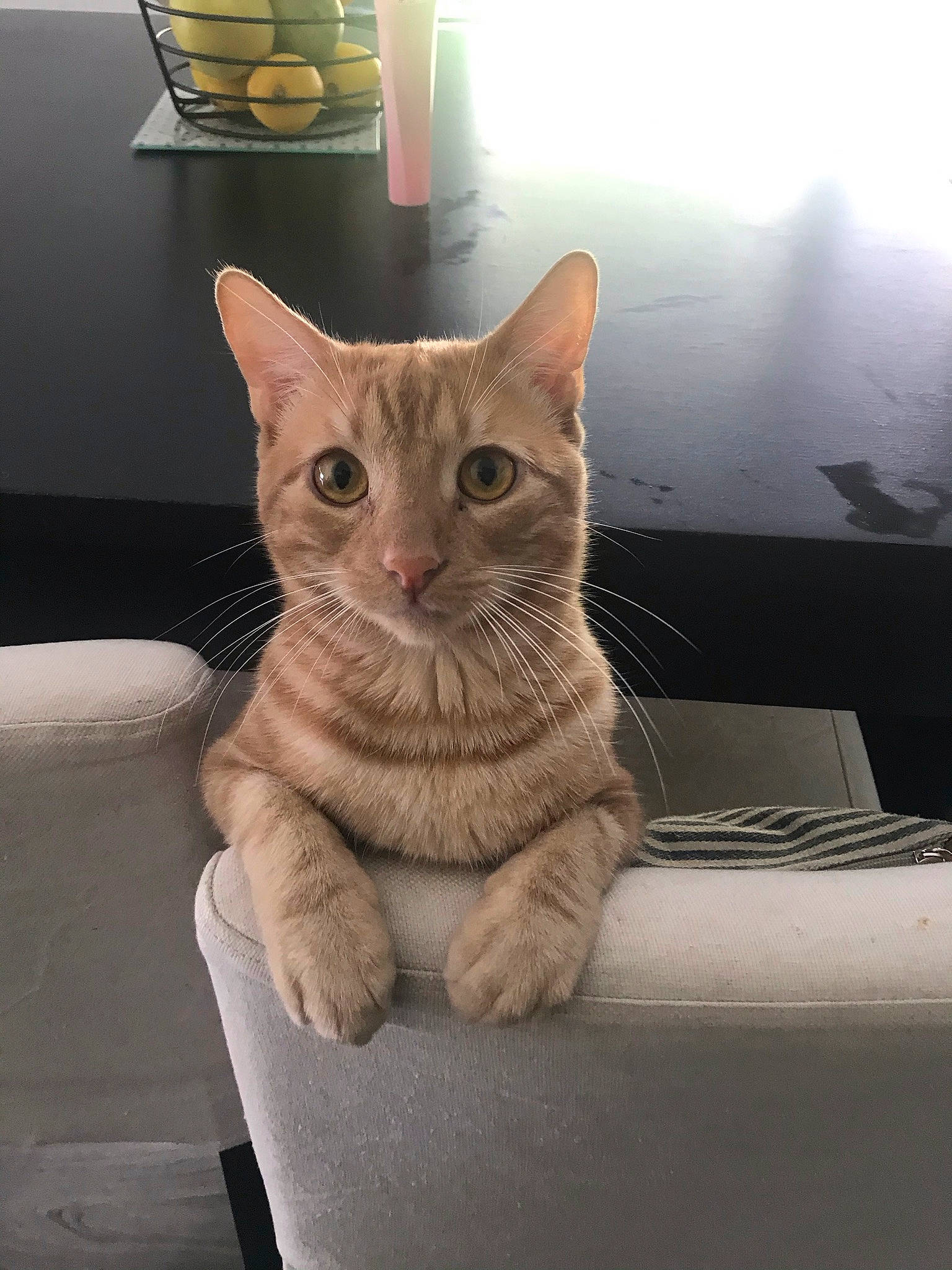 Caramel a rejoint le concours — aidez-le/la à gagner de superbes lots ! carnivore, cat, claw, comfort, couch, domestic_short_haired_cat, felidae, foot, fur, paw, sitting, small_to_medium_sized_cats, snout, tail, whiskers