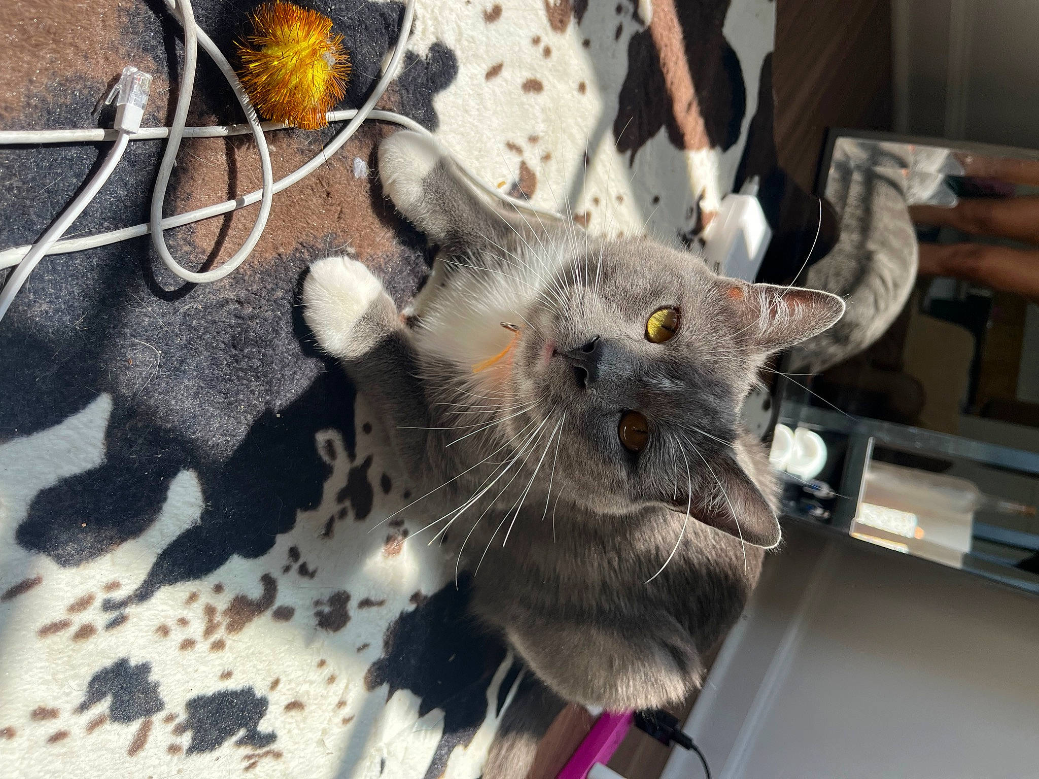 Jasper is registered to the contest to win money with this photo: black_cat, carnivore, cat, claw, collar, domestic_short_haired_cat, felidae, fur, paw, small_to_medium_sized_cats, snout, thai, whiskers