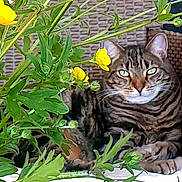 Jack a rejoint le concours — aidez-le/la à gagner de superbes lots ! cat, tabby_cat, fluffy, long_hair, feline, animal, pet, greenery, flowers, yellow_flowers, garden, outdoor, portrait, sitting, lying_down, paws, whiskers, blue_eyes, fur, nature
