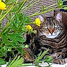 cat, tabby_cat, fluffy, long_hair, feline, animal, pet, greenery, flowers, yellow_flowers, garden, outdoor, portrait, sitting, lying_down, paws, whiskers, blue_eyes, fur, nature