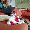 cat, couch, pillow, living_room, holiday_decoration, santa_hat, orange_couch, curious_cat, indoor, cozy, plush_toy, decor, furniture, relaxed, pet, animal, home, colorful, soft_texture, resting