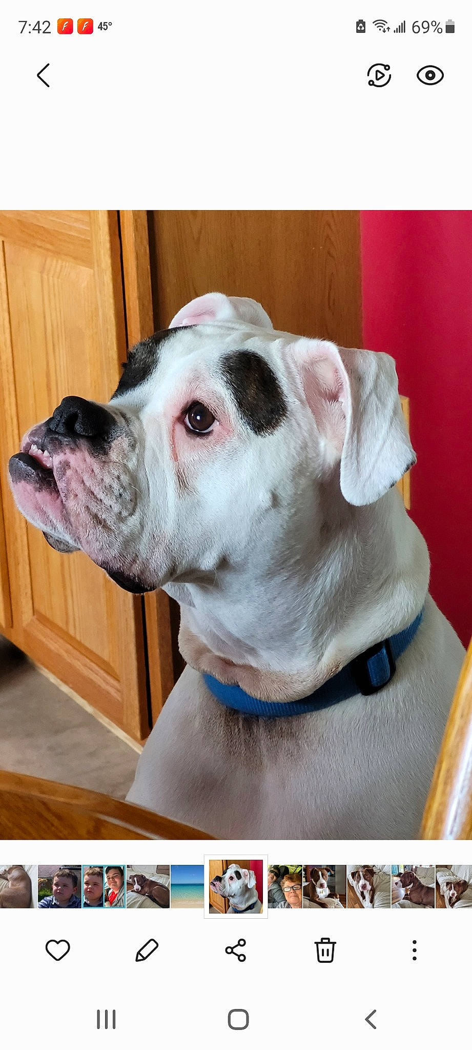 Denver joined the competition — help win amazing prizes! canidae, carnivore, collar, companion_dog, dog, dog_breed, dog_collar, fawn, jaw, metal, non_sporting_group, pet_supply, photo_caption, rectangle, snout, sporting_group, whiskers, window, working_animal