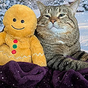 Slash joined the competition — help win amazing prizes! animal, blanket, cabin, cat, cozy, festive, forest, gingerbread_man, holiday, nature, outdoor_background, pet, pine_trees, plush_toy, relaxed, snow, snowfall, tabby_cat, warm_lighting, winter