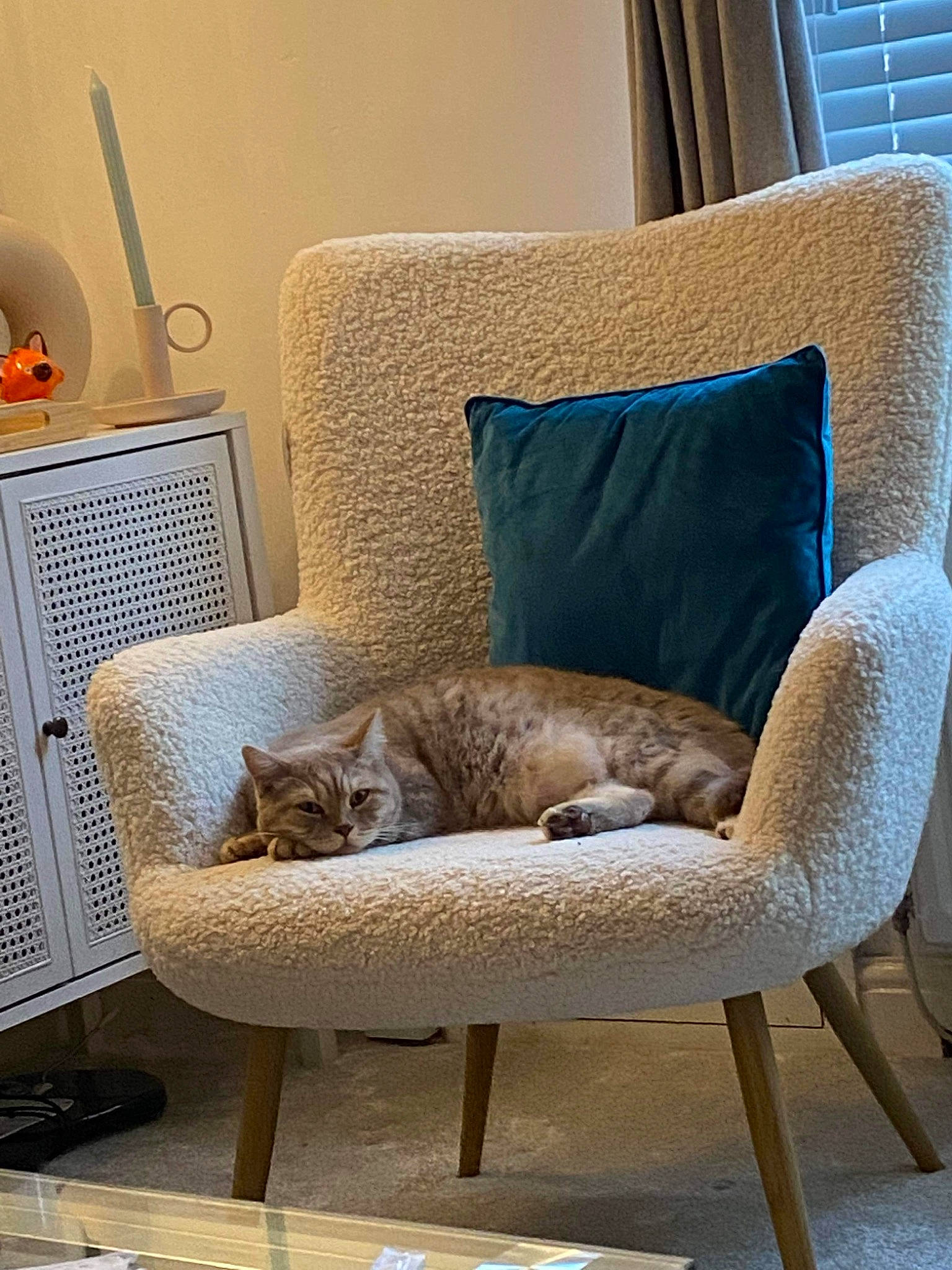 Winston joined the competition — help win amazing prizes! blue, carnivore, cat, chair, comfort, couch, curtain, felidae, floor, flooring, furniture, hardwood, house, interior_design, lamp, living_room, outdoor_furniture, small_to_medium_sized_cats, whiskers, wood