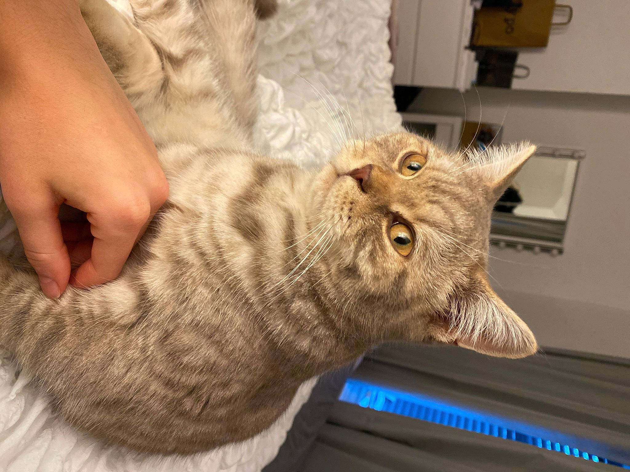 Winston is registered to the contest to win money with this photo: carnivore, cat, claw, comfort, domestic_short_haired_cat, felidae, fur, gesture, hand, nail, paw, small_to_medium_sized_cats, tail, thumb, whiskers, wood