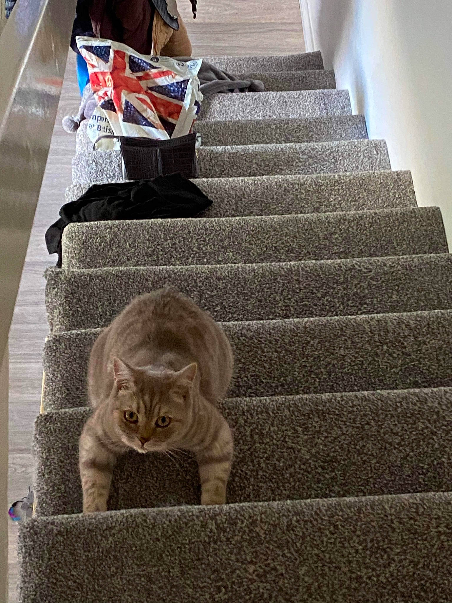 Winston is registered to the contest to win money with this photo: carnivore, carpet, cat, concrete, domestic_short_haired_cat, felidae, flooring, font, fur, grey, hardwood, metal, road_surface, shadow, sitting, small_to_medium_sized_cats, stairs, tail, whiskers, wood