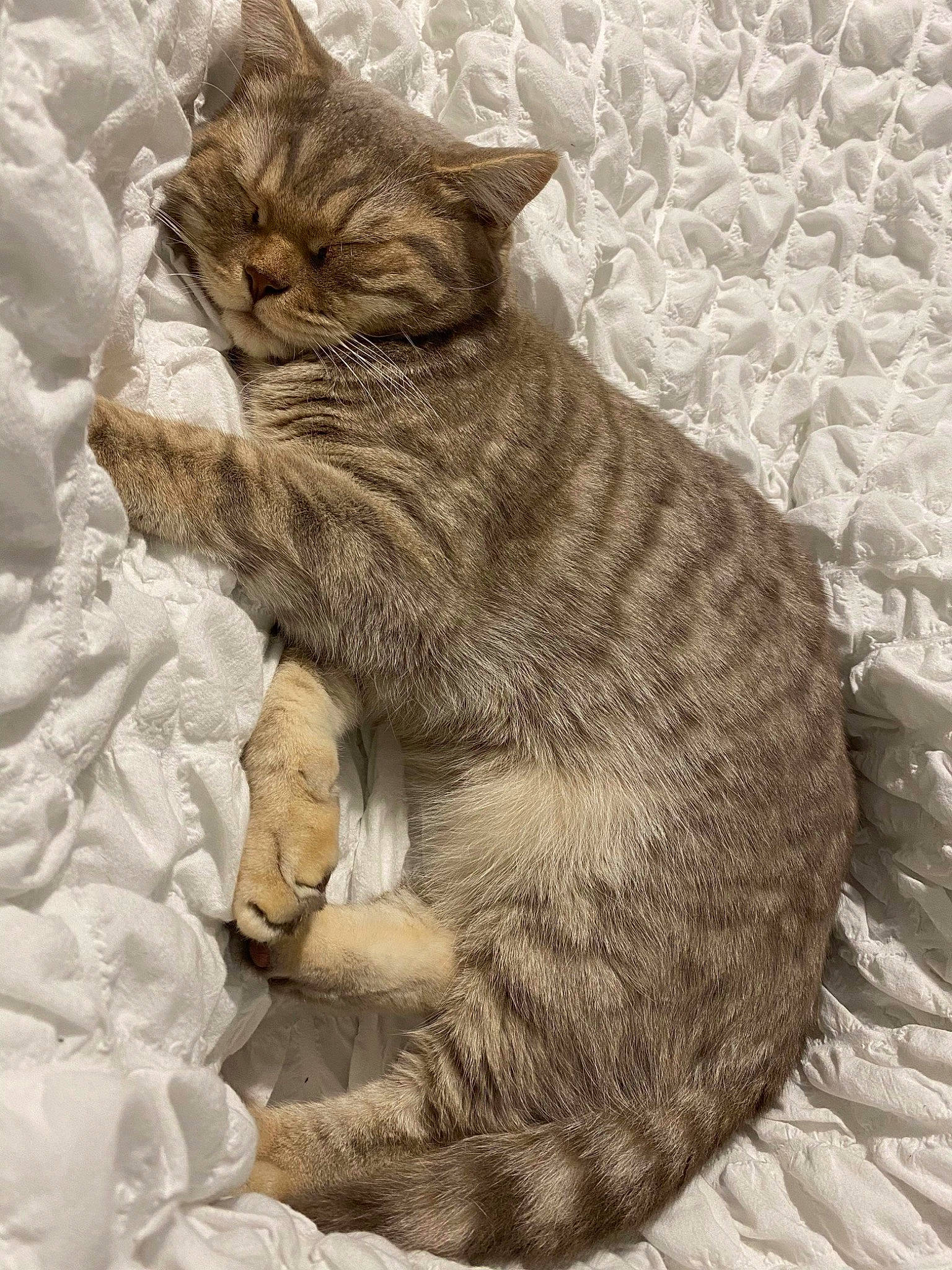 Winston is registered to the contest to win money with this photo: art, carnivore, cat, claw, comfort, domestic_short_haired_cat, fawn, felidae, fur, nap, paw, sand, sitting, small_to_medium_sized_cats, snout, tail, terrestrial_animal, whiskers, wildlife