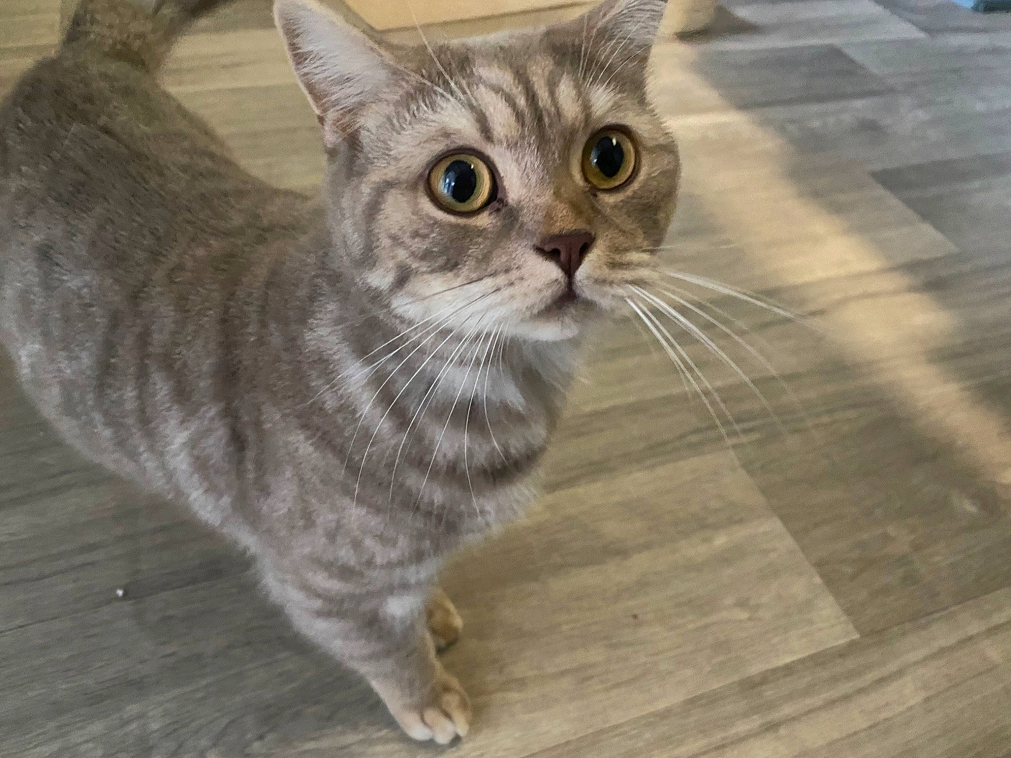 Winston is registered to the contest to win money with this photo: carnivore, cat, domestic_short_haired_cat, felidae, flooring, fur, hardwood, paw, plank, sitting, small_to_medium_sized_cats, snout, tail, terrestrial_animal, tile_flooring, varnish, whiskers, window, wood, wood_stain