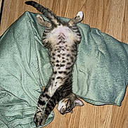 Todd participe au concours pour gagner de l'argent avec cette photo : abyssinian, animal, blanket, cat, couch, cushion, egyptiancat, furniture, hardwood, homedecor, indoors, interiordesign, kitten, manx, ocelot, person, pet, plywood, sleeping, wood