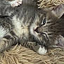 kitten, cat, gray_tabby, sleeping, fluffy_rug, paws, closeup, fur, whiskers, relaxed, cute, pet, animal, cozy, indoors, young, resting, feline, soft, adorable