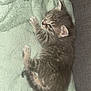 kitten, cat, sleeping, furry, pet, animal, cozy, blanket, soft, cute, young, tabby, fur, small, domestic, resting, whiskers, claws, ears, tail