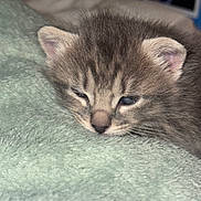 Elio participe au concours pour gagner de l'argent avec cette photo : kitten, cat, sleepy, gray_tabby, close_up, furry, pet, animal, cute, soft, blanket, resting, indoor, young, fur, whiskers, face, ears, cozy, nap