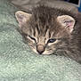 kitten, cat, sleepy, gray_tabby, close_up, furry, pet, animal, cute, soft, blanket, resting, indoor, young, fur, whiskers, face, ears, cozy, nap