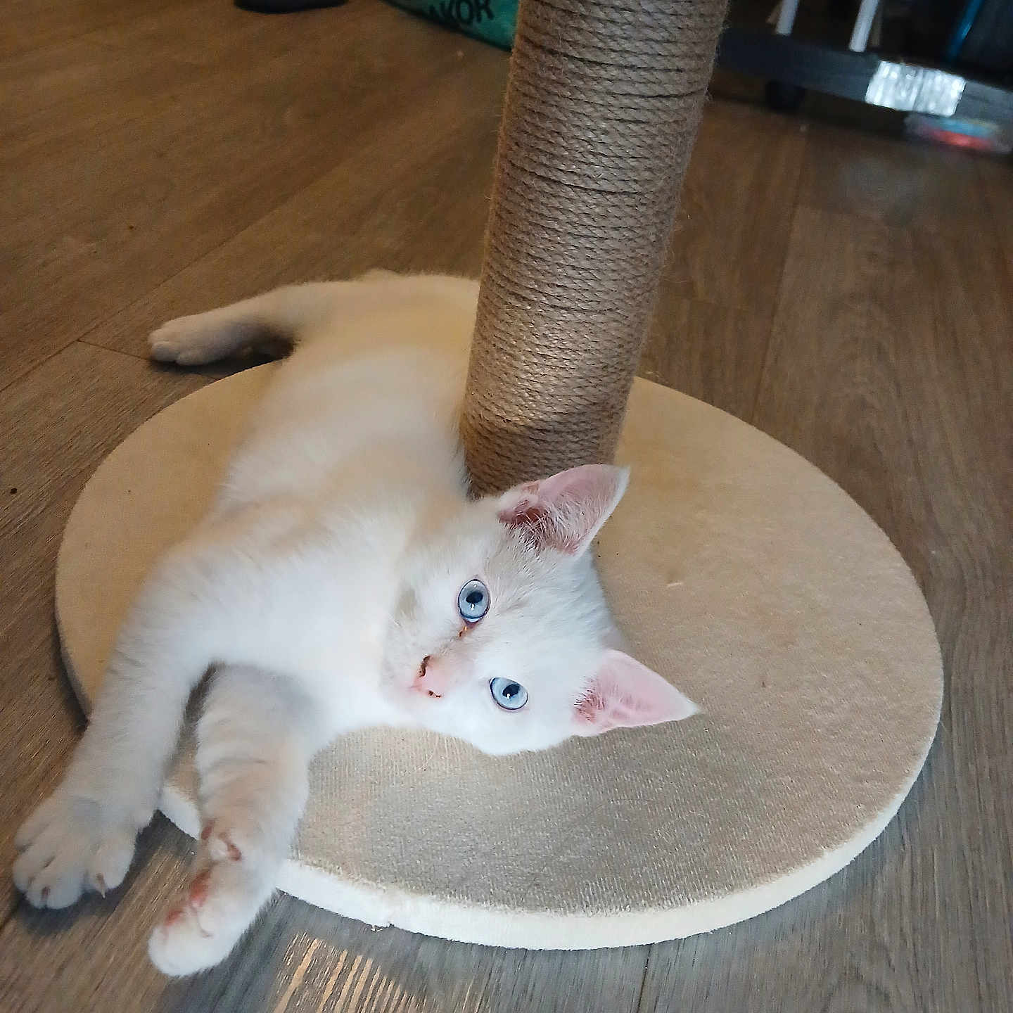 Flocon participe au concours pour gagner de l'argent avec cette photo : cat, kitten, white_cat, blue_eyes, fluffy, pet, animal, lying_down, scratching_post, cat_tree, wood_floor, indoors, home, cute, portrait, relaxed, playful, whiskers, pink_ears, furniture