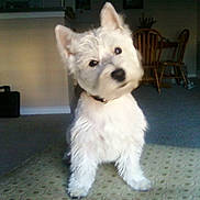 Alphie is registered to the contest to win money with this photo: dog, white_dog, pet, indoor, carpet, living_room, curious, head_tilt, wooden_chair, furniture, briefcase, floor, small_dog, fur, collar, animal, cute, domestic_animal, companionship, home