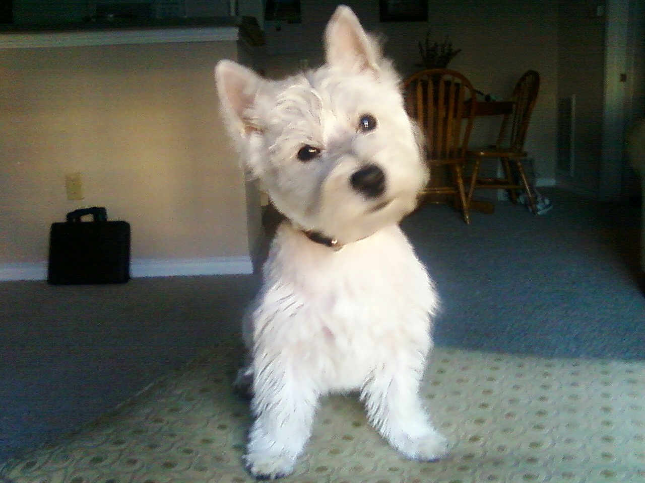 Alphie is registered to the contest to win money with this photo: dog, white_dog, pet, indoor, carpet, living_room, curious, head_tilt, wooden_chair, furniture, briefcase, floor, small_dog, fur, collar, animal, cute, domestic_animal, companionship, home