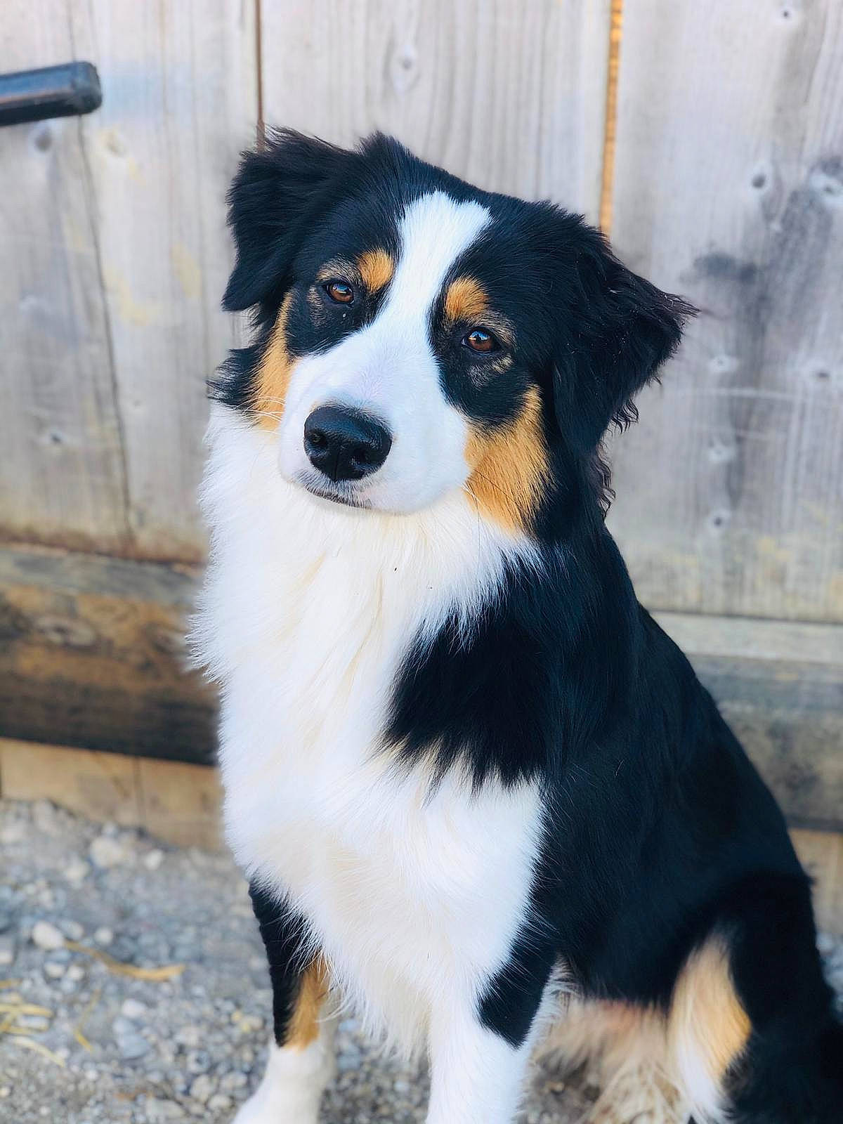 Pia a rejoint le concours — aidez-le/la à gagner de superbes lots ! ancient_dog_breeds, appenzeller_sennenhund, australian_collie, australian_shepherd, bernese_mountain_dog, border_collie, canidae, carnivore, companion_dog, dog, dog_breed, english_shepherd, herding_dog, mammal, miniature_australian_shepherd, rare_breed_dog, sporting_group, vertebrate, welsh_sheepdog, working_dog