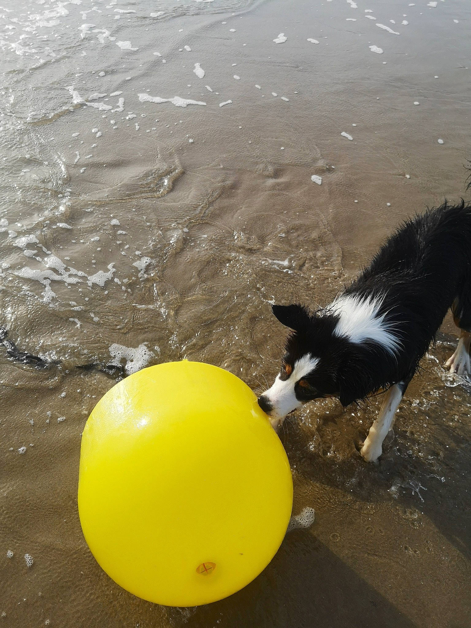 Pia participe au concours pour gagner de l'argent avec cette photo : ball, balloon, border_collie, canidae, carnivore, dog, dog_breed, party_supply, play, tennis_ball, yellow