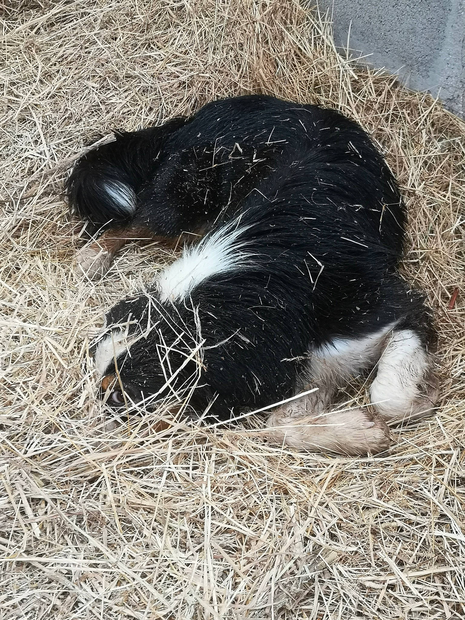 Pia participe au concours pour gagner de l'argent avec cette photo : fur, grass, plant, snout, straw, tail
