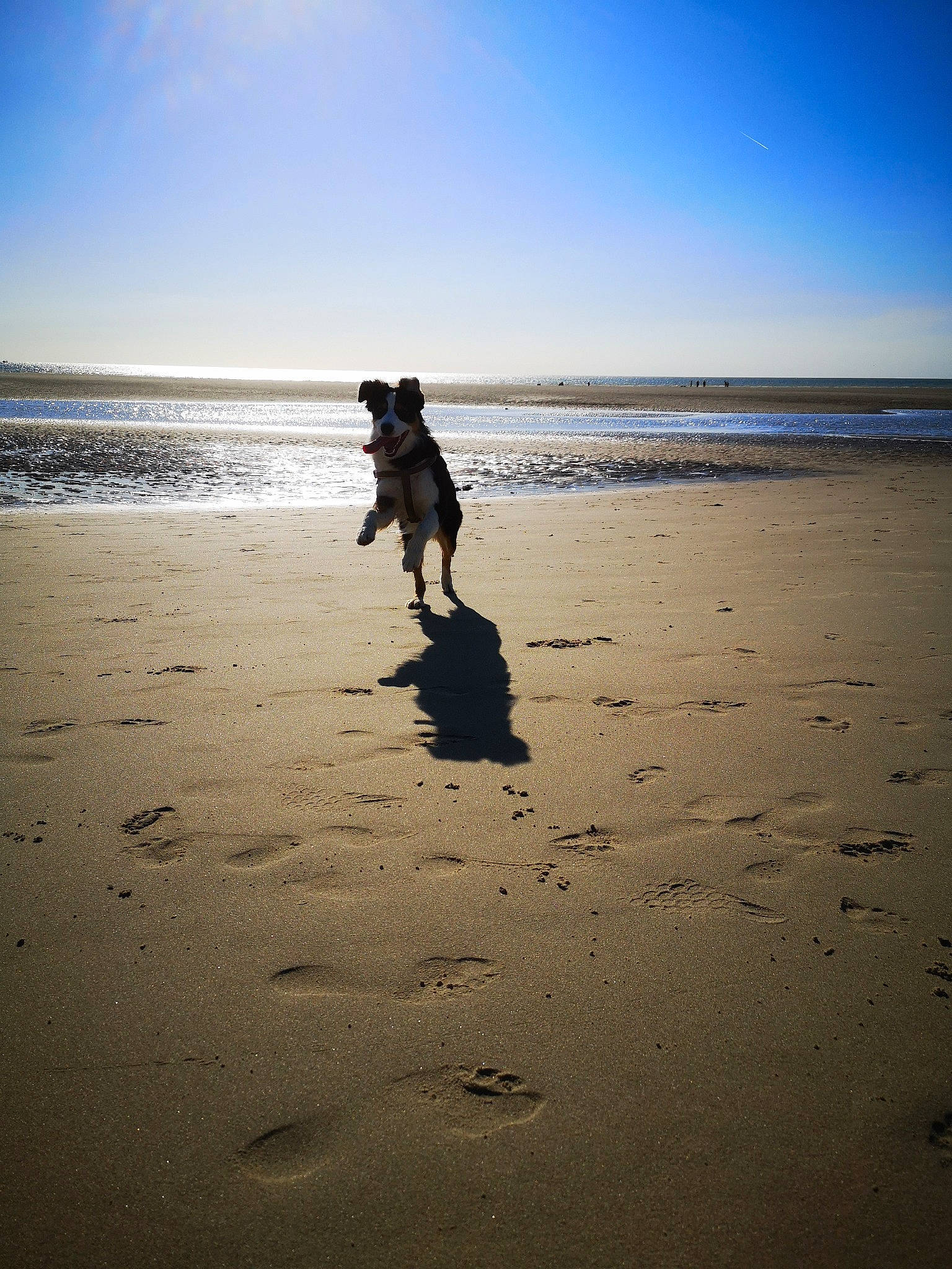 Pia a rejoint le concours — aidez-le/la à gagner de superbes lots ! beach, calm, canidae, cloud, coast, dog, dog_walking, fun, horizon, mudflat, ocean, sand, sea, shadow, shore, sky, summer, vacation, water, wave
