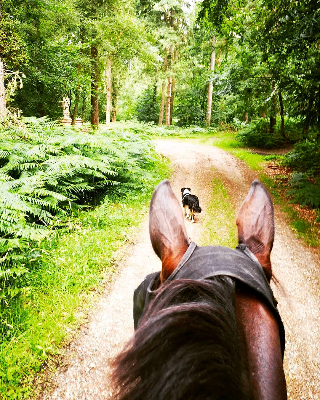 Pia a rejoint le concours — aidez-le/la à gagner de superbes lots ! forest, grass, horse, jungle, natural_environment, nature, old_growth_forest, path, plant, recreation, state_park, thoroughfare, trail, trail_riding, tree, wilderness, wildlife, woodland