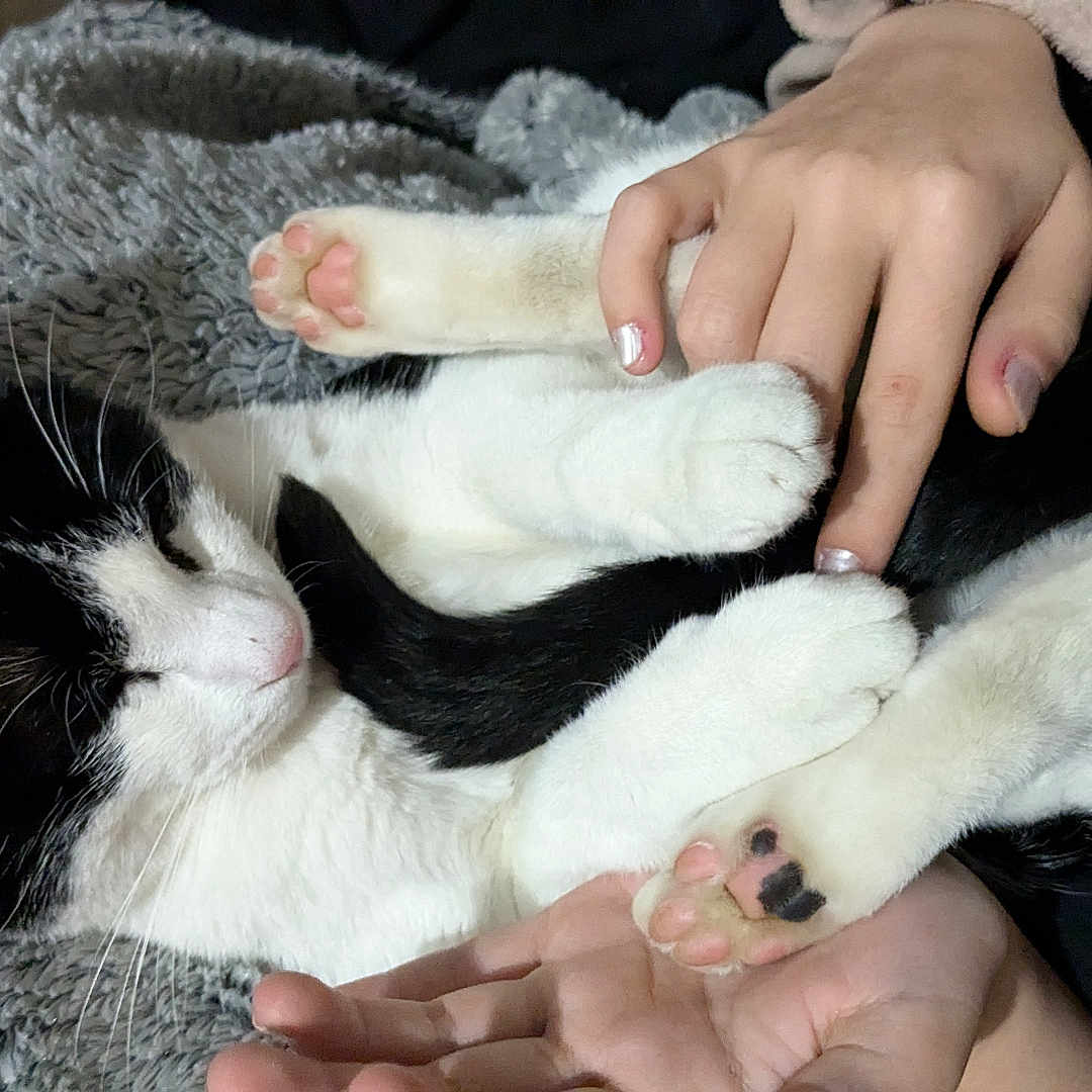 Oreo a rejoint le concours — aidez-le/la à gagner de superbes lots ! abyssinian, animal, ankle, blanket, bodypart, cat, couch, finger, furniture, hand, kitten, manx, nail, person, pet, skin, sleeping, tattoo, toe, wrist