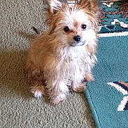 Penelope joined the competition — help win amazing prizes! dog, small_dog, fluffy, pet, indoor, carpet, rug, ears, cute, animal, companion, fur, domestic_animal, looking_up, sitting, brown, white, adorable, curious, home