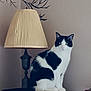 cat, black_and_white, lamp, lampshade, green_eyes, indoor, furniture, wall, branch_design, pet, animal, sitting, calm, portrait, decor, home, feline, domestic_cat, quiet, still_life