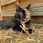 Féline a rejoint le concours — aidez-le/la à gagner de superbes lots ! cat, tortoiseshell_cat, hay, wooden_fence, outdoor, animal, pet, fur, whiskers, eyes, nature, resting, close_up, mammal, feline, domestic_animal, relaxing, texture, natural_light, background