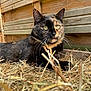 cat, tortoiseshell_cat, hay, wooden_fence, outdoor, animal, pet, fur, whiskers, eyes, nature, resting, close_up, mammal, feline, domestic_animal, relaxing, texture, natural_light, background