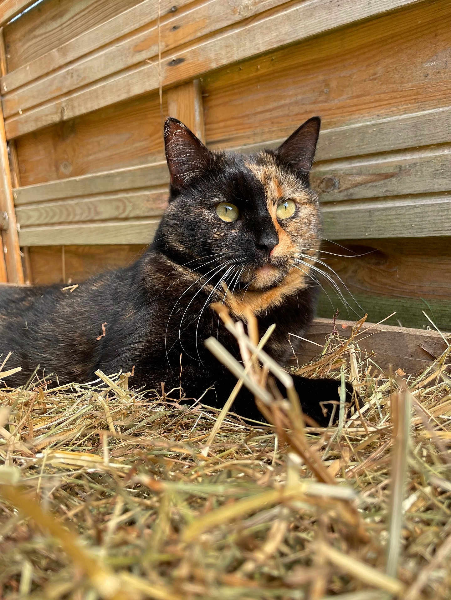 Féline a rejoint le concours — aidez-le/la à gagner de superbes lots ! cat, tortoiseshell_cat, hay, wooden_fence, outdoor, animal, pet, fur, whiskers, eyes, nature, resting, close_up, mammal, feline, domestic_animal, relaxing, texture, natural_light, background