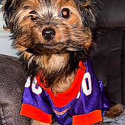 Bud Mercer is registered to the contest to win money with this photo: dog, puppy, pet, sports_jersey, clothing, fur, cute, small_dog, indoor, blanket, sitting, portrait, couch, brown_fur, black_fur, orange, purple, animal, companion, fluffy