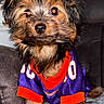 dog, puppy, pet, sports_jersey, clothing, fur, cute, small_dog, indoor, blanket, sitting, portrait, couch, brown_fur, black_fur, orange, purple, animal, companion, fluffy