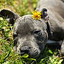 dog, grass, flower, dandelion, outdoor, animal, pet, lying_down, nature, sunlight, closeup, head, face, relaxed, cute, sleepy, greenery, summer, fur, canine