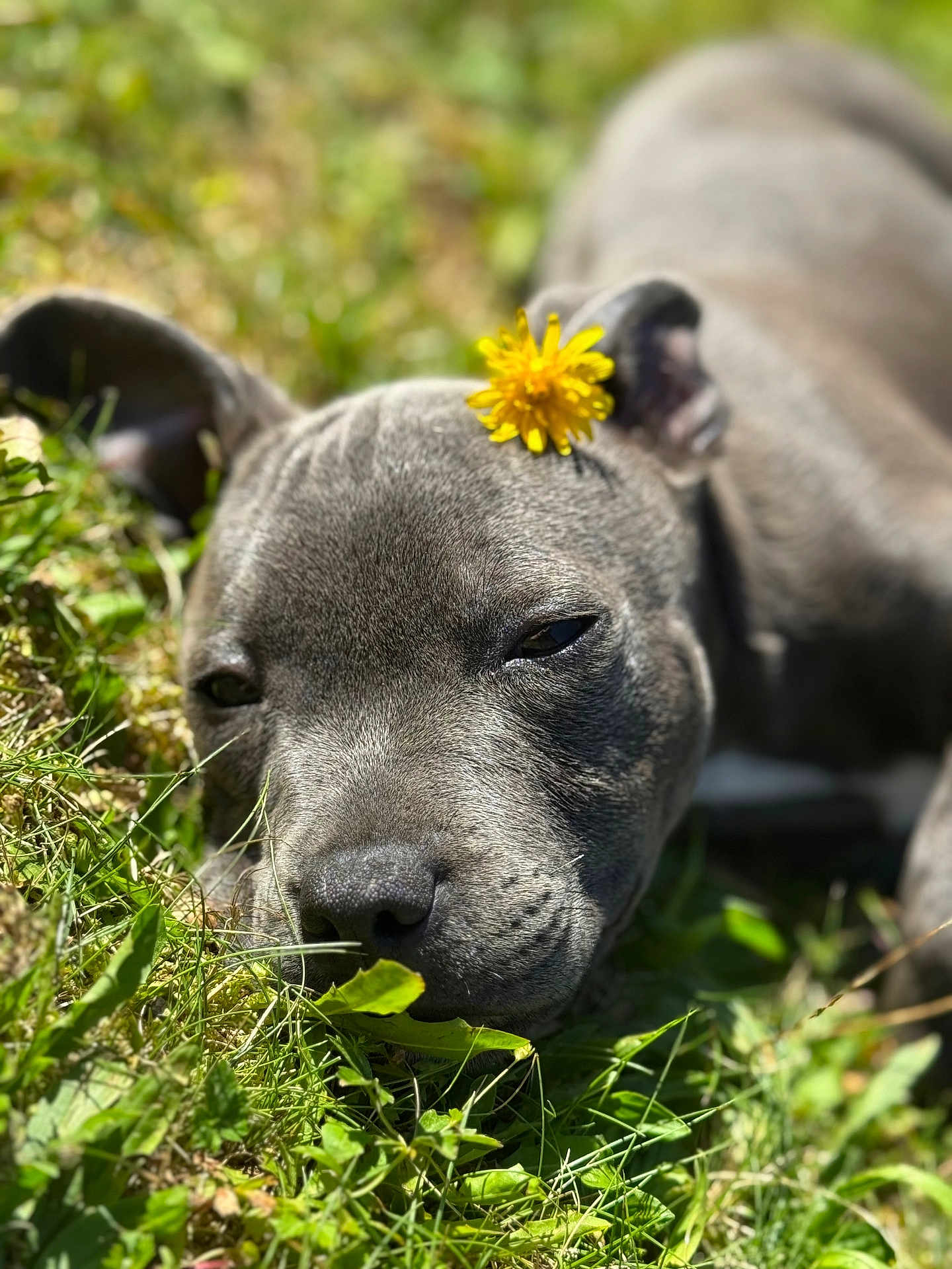 Ares participe au concours pour gagner de l'argent avec cette photo : dog, grass, flower, dandelion, outdoor, animal, pet, lying_down, nature, sunlight, closeup, head, face, relaxed, cute, sleepy, greenery, summer, fur, canine