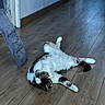 cat, indoor, wooden_floor, scratching_post, pet, relaxed, stretching, tabby_cat, white_paws, flooring, home, feline, animal, resting, domestic_cat, playful, living_space, cozy, fur, cute