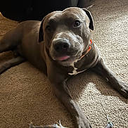 Scooby joined the competition — help win amazing prizes! dog, pet, carpet, indoor, toy, playful, paw, fur, animal, canine, resting, brown, collar, closeup, cute, friendly, companion, household, relaxed, floor