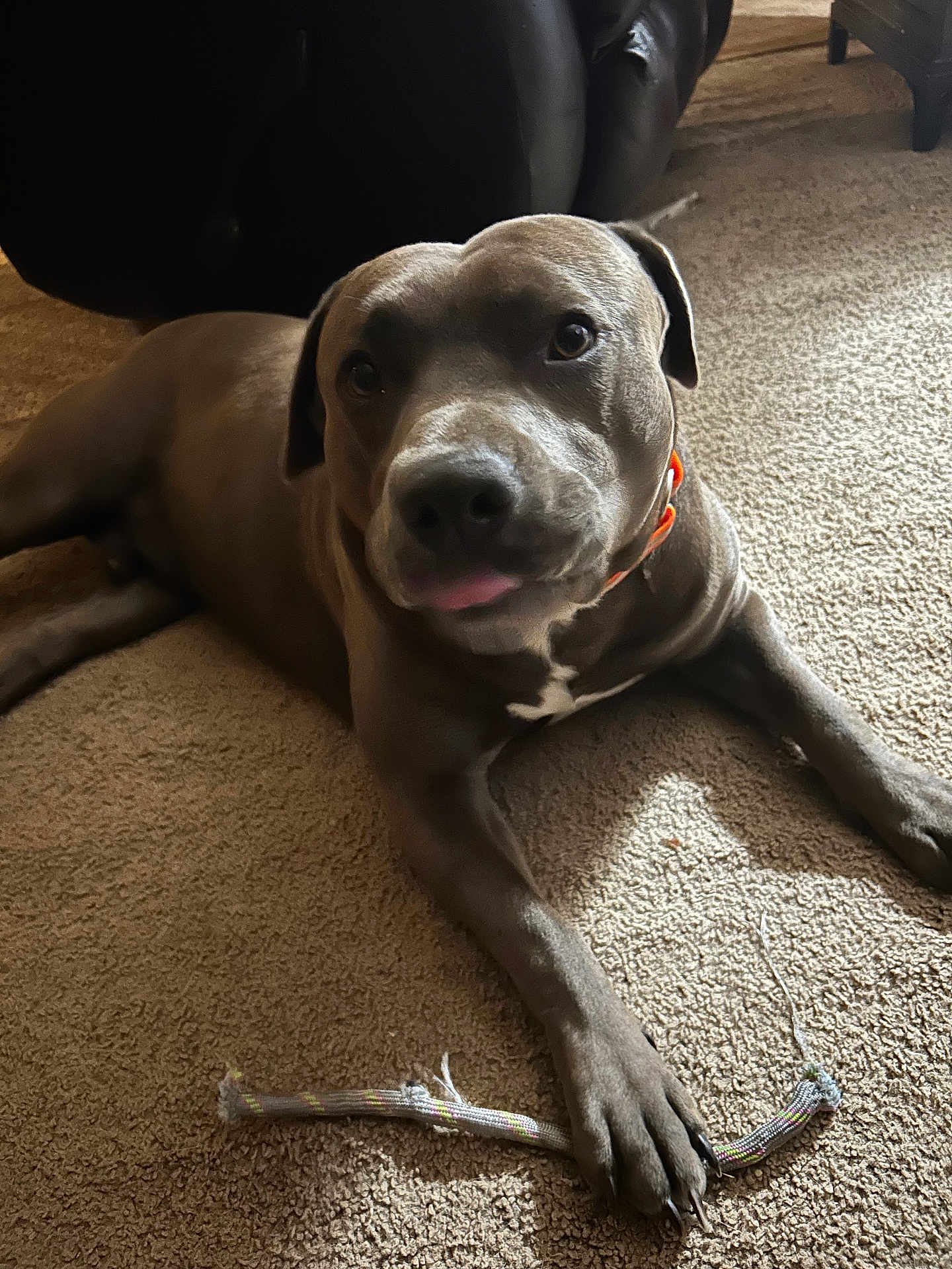 Scooby joined the competition — help win amazing prizes! dog, pet, carpet, indoor, toy, playful, paw, fur, animal, canine, resting, brown, collar, closeup, cute, friendly, companion, household, relaxed, floor