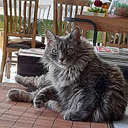 Lady participe au concours pour gagner de l'argent avec cette photo : cat, gray_cat, fluffy, indoor, table, chairs, plant, magazines, furniture, pet, animal, relaxed, home, curious, green_eyes, wooden_chair, table_mat, cozy, domestic, fur