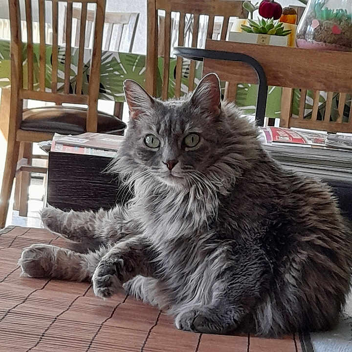 Lady participe au concours pour gagner de l'argent avec cette photo : cat, gray_cat, fluffy, indoor, table, chairs, plant, magazines, furniture, pet, animal, relaxed, home, curious, green_eyes, wooden_chair, table_mat, cozy, domestic, fur