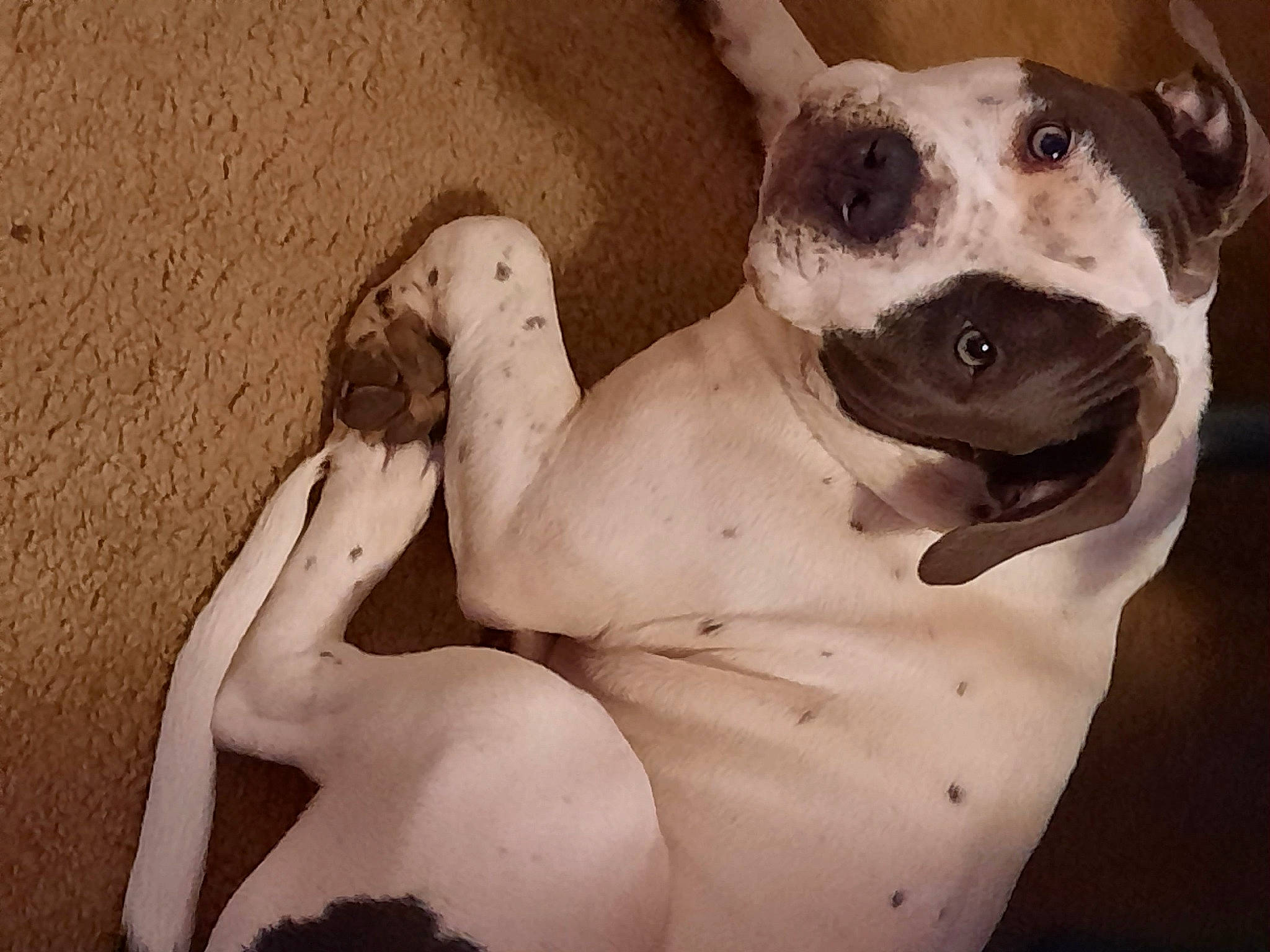 D.j. is registered to the contest to win money with this photo: abdomen, art, art_model, carnivore, chest, comfort, companion_dog, dog, dog_breed, ear, fawn, jaw, monochrome_photography, sculpture, snout, toy_dog, trunk, visual_arts, whiskers, working_animal