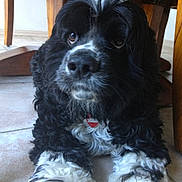 Pandora is registered to the contest to win money with this photo: dog, black_and_white, curly_fur, indoor, floor, tile, wooden_table, pet, lying_down, close_up, collar, tag, paw, fur, looking_up, animal, companion, cute, domestic, house