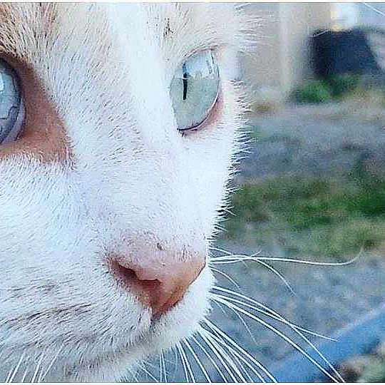 Sundi